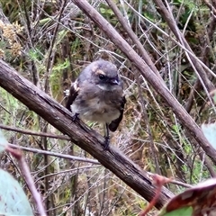 Rhipidura albiscapa at Goulburn, NSW - 11 Jan 2025