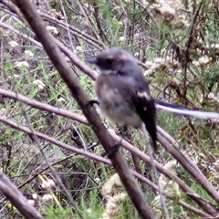 Rhipidura albiscapa at Goulburn, NSW - 11 Jan 2025 09:04 AM