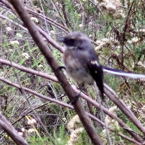 Rhipidura albiscapa at Goulburn, NSW - 11 Jan 2025