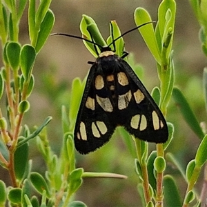 Amata nigriceps (A Handmaiden moth) at Goulburn, NSW by trevorpreston