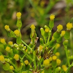 Senecio diaschides (Erect Groundsel) at Goulburn, NSW - 11 Jan 2025 by trevorpreston