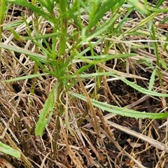 Senecio diaschides at Goulburn, NSW - 11 Jan 2025 08:58 AM