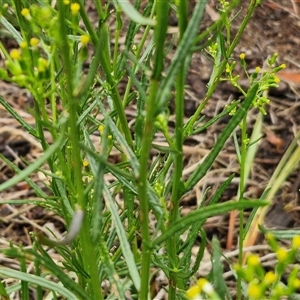 Senecio diaschides at Goulburn, NSW - 11 Jan 2025 08:58 AM