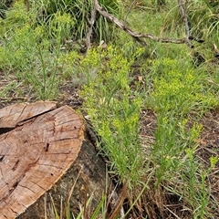 Senecio diaschides at Goulburn, NSW - 11 Jan 2025 08:58 AM