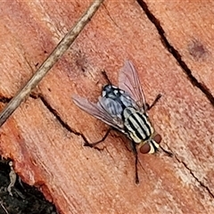 Sarcophagidae sp. (family) (Unidentified flesh fly) at Goulburn, NSW - 10 Jan 2025 by trevorpreston