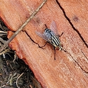 Sarcophagidae (family) at Goulburn, NSW - 11 Jan 2025 08:56 AM