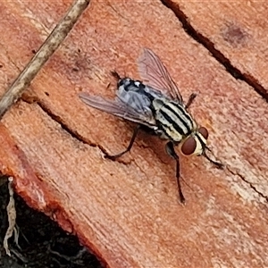 Sarcophagidae (family) at Goulburn, NSW - 11 Jan 2025 08:56 AM