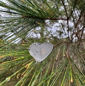 Candalides xanthospilos (Yellow-spotted Blue) at Mittagong, NSW by Span102