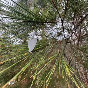 Candalides xanthospilos at Mittagong, NSW - 10 Jan 2025