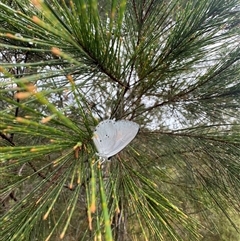 Candalides xanthospilos at Mittagong, NSW - 10 Jan 2025