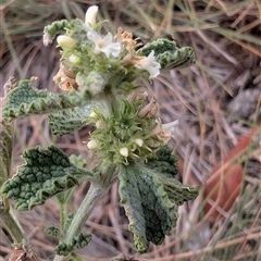 Marrubium vulgare (Horehound) at Watson, ACT - 9 Jan 2025 by sbittinger