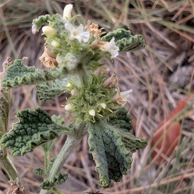 Marrubium vulgare (Horehound) at Watson, ACT - 10 Jan 2025 by sbittinger