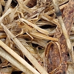 Unidentified Grasshopper (several families) at Goulburn, NSW - 10 Jan 2025 by trevorpreston