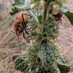 Agonoscelis rutila (Horehound bug) at Watson, ACT - 9 Jan 2025 by sbittinger