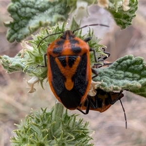 Agonoscelis rutila at Watson, ACT - 10 Jan 2025