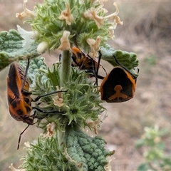 Agonoscelis rutila at Watson, ACT - 10 Jan 2025