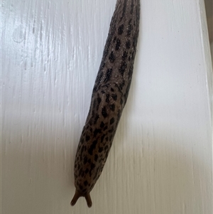 Limax maximus (Leopard Slug, Great Grey Slug) at Mittagong, NSW by Span102