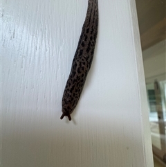 Limax maximus at Mittagong, NSW - suppressed