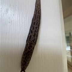 Limax maximus at Mittagong, NSW - suppressed
