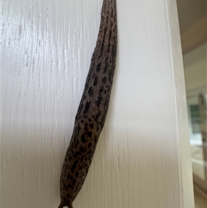 Limax maximus at Mittagong, NSW - suppressed