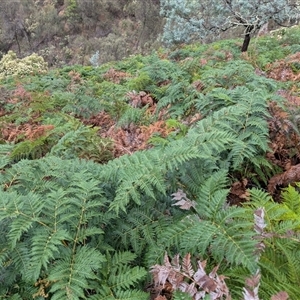 Pteridium esculentum (Bracken) at Watson, ACT by sbittinger