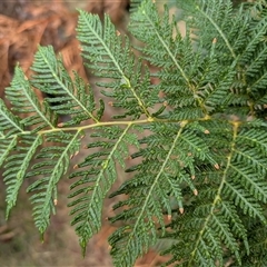 Pteridium esculentum at Watson, ACT - 10 Jan 2025