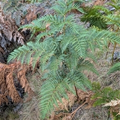 Pteridium esculentum at Watson, ACT - 10 Jan 2025