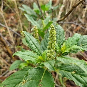 Phytolacca octandra (Inkweed) at Goulburn, NSW by trevorpreston