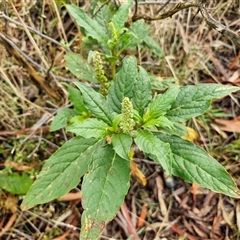 Phytolacca octandra at Goulburn, NSW - 11 Jan 2025