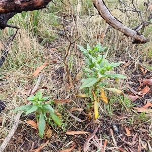 Phytolacca octandra at Goulburn, NSW - 11 Jan 2025