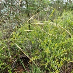 Austrostipa sp. (A Corkscrew Grass) at Goulburn, NSW - 10 Jan 2025 by trevorpreston