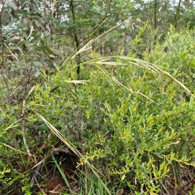 Austrostipa (genus) (A Corkscrew Grass) at Goulburn, NSW - 11 Jan 2025 by trevorpreston