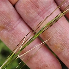 Austrostipa sp. at Goulburn, NSW - 11 Jan 2025