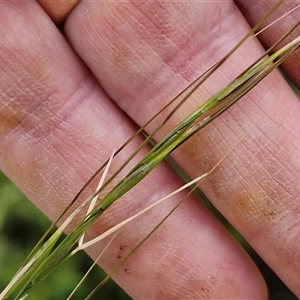 Austrostipa sp. at Goulburn, NSW - 11 Jan 2025