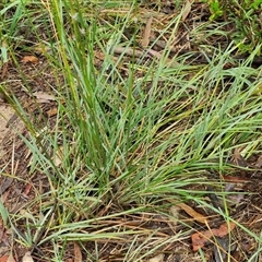 Austrostipa sp. at Goulburn, NSW - 11 Jan 2025