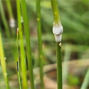 Austrostipa sp. at Goulburn, NSW - 11 Jan 2025