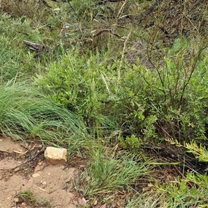 Austrostipa (genus) at Goulburn, NSW - 11 Jan 2025 08:50 AM