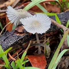 Coprinellus etc. (An Inkcap) at Goulburn, NSW - 11 Jan 2025 by trevorpreston