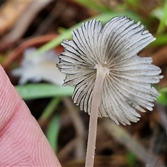 Coprinellus etc. at Goulburn, NSW - 11 Jan 2025 08:46 AM