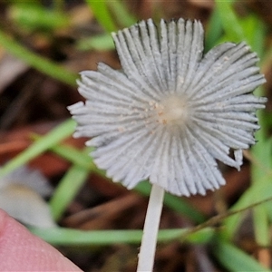 Coprinellus etc. at Goulburn, NSW - 11 Jan 2025 08:46 AM