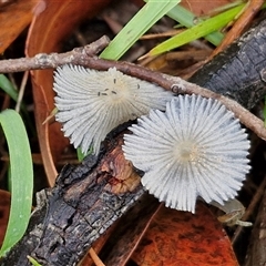 Coprinellus etc. at Goulburn, NSW - 11 Jan 2025 08:46 AM