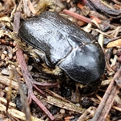 Bisallardiana gymnopleura (Brown flower chafer) at Goulburn, NSW - 11 Jan 2025 by trevorpreston