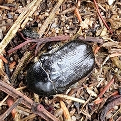 Bisallardiana gymnopleura at Goulburn, NSW - 11 Jan 2025 08:45 AM
