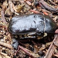 Bisallardiana gymnopleura at Goulburn, NSW - 11 Jan 2025 08:45 AM