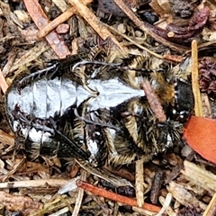 Bisallardiana gymnopleura at Goulburn, NSW - 11 Jan 2025 08:45 AM