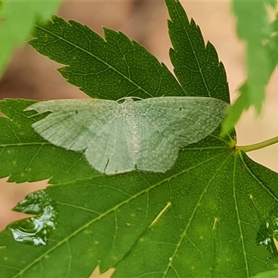 Poecilasthena thalassias (Sea-blue Delicate) at Isaacs, ACT - 11 Jan 2025 by Mike