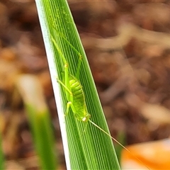 Unidentified Katydid (Tettigoniidae) at Isaacs, ACT - 10 Jan 2025 by Mike