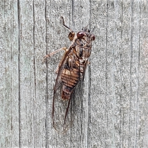 Yoyetta celis (Silver Princess Cicada) at Isaacs, ACT by Mike