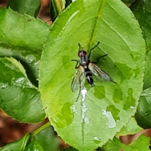 Sumpigaster sp. (genus) (A bristle fly) at Isaacs, ACT by Mike