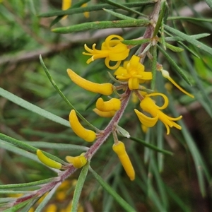 Persoonia linearis (Narrow-leaved Geebung) at Goulburn, NSW by trevorpreston